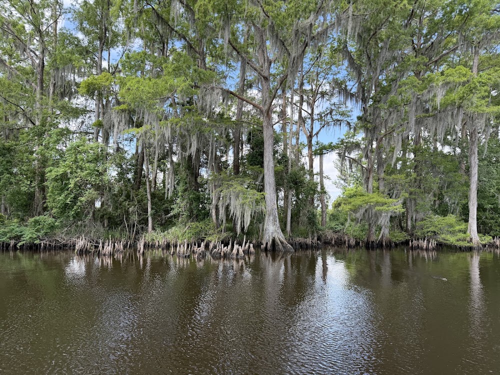 Bayou Swamp Tours photo 2