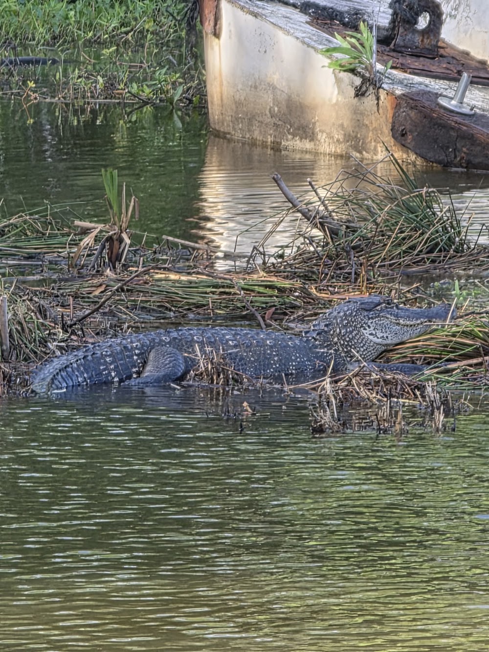 Bayou Swamp Tours photo 3
