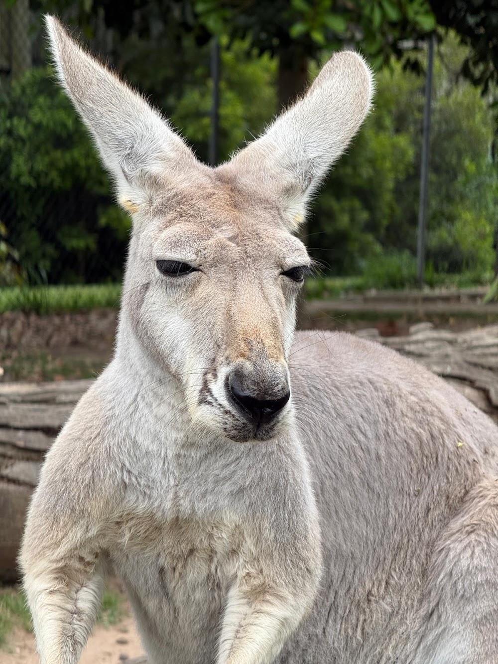 Lone Pine Koala Sanctuary photo 3