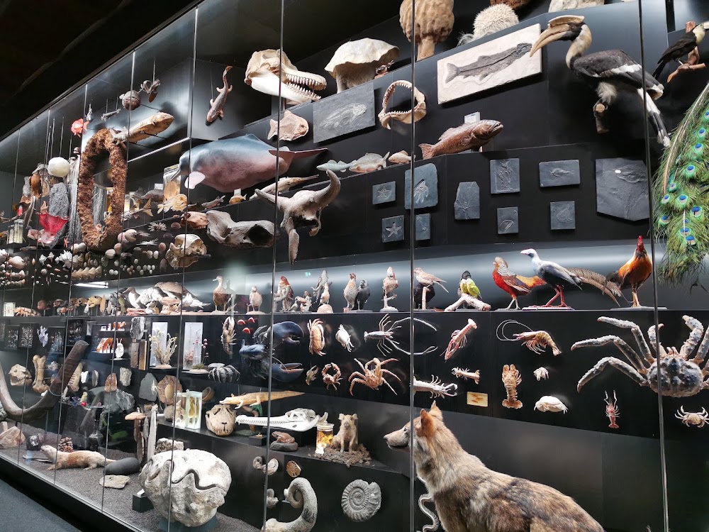 Senckenberg Nature Museum photo 3
