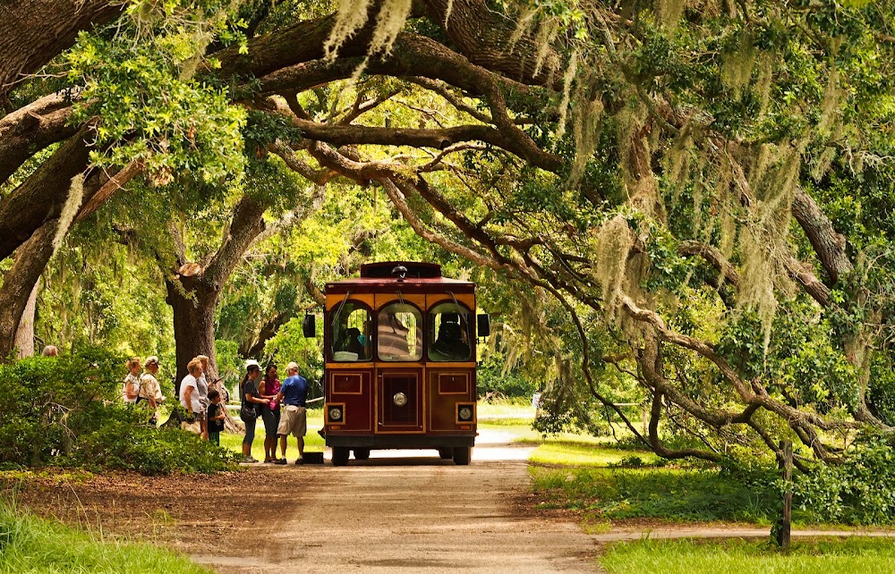Charleston Tea Garden photo 2