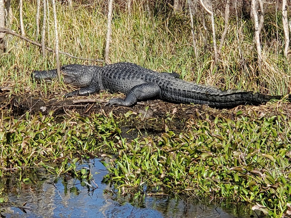 Jean Lafitte National Historical Park and Preserve photo 2