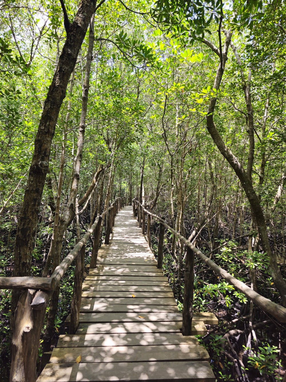 Jozani Chwaka Bay National Park photo 2