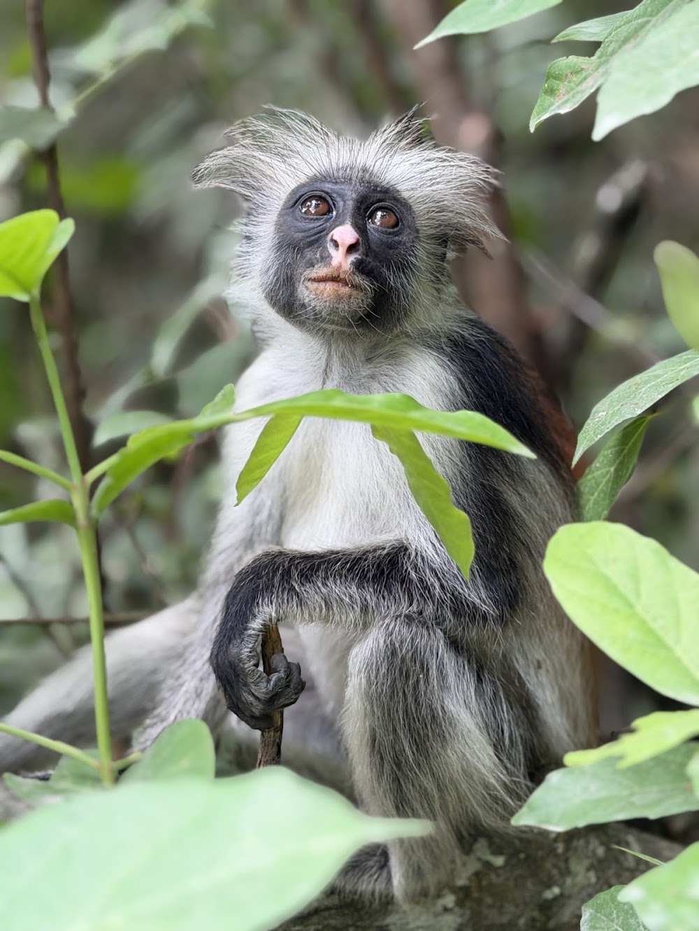 Jozani Chwaka Bay National Park photo 3