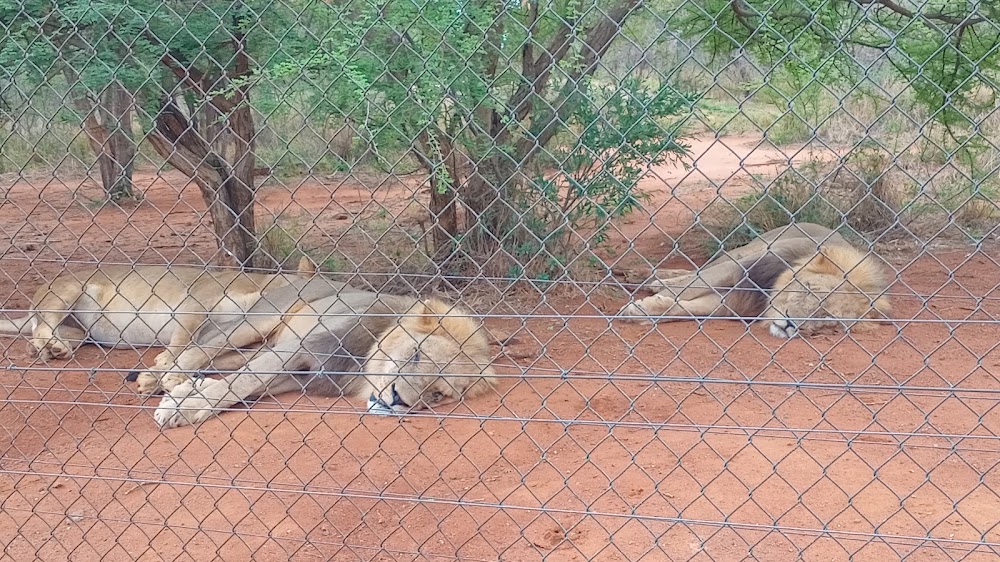 Lion Park Resort photo 3