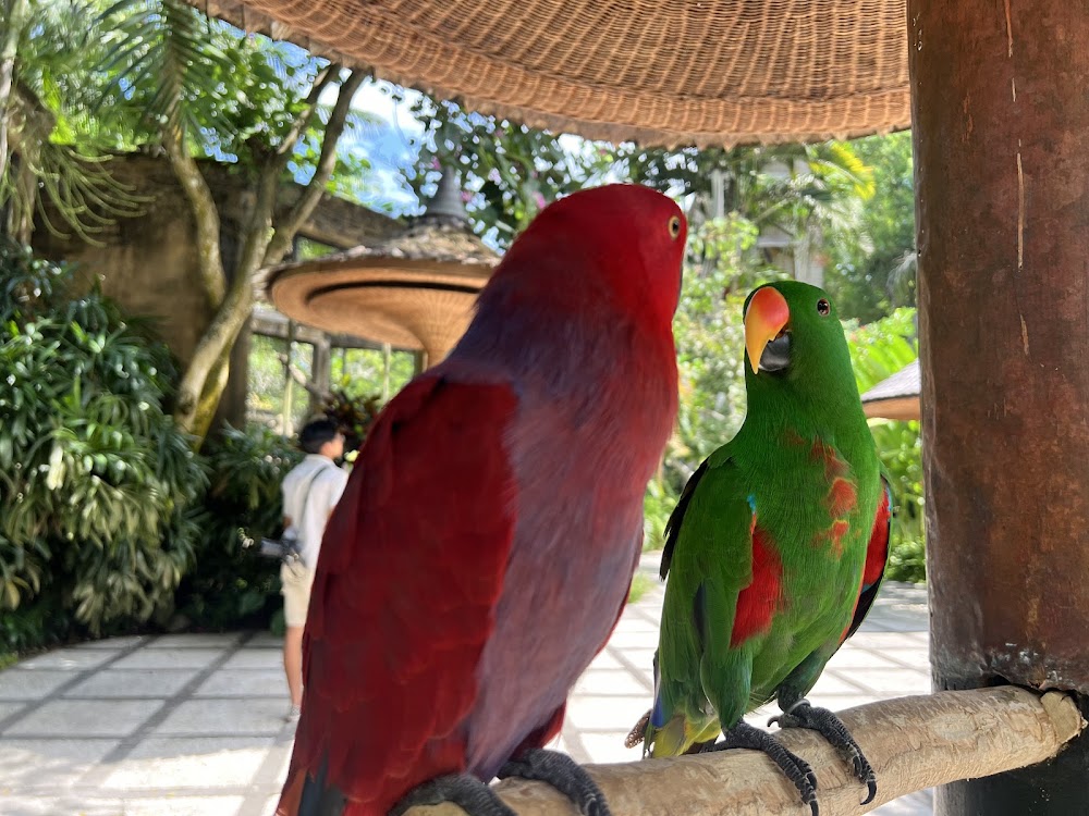 Bali Bird Park