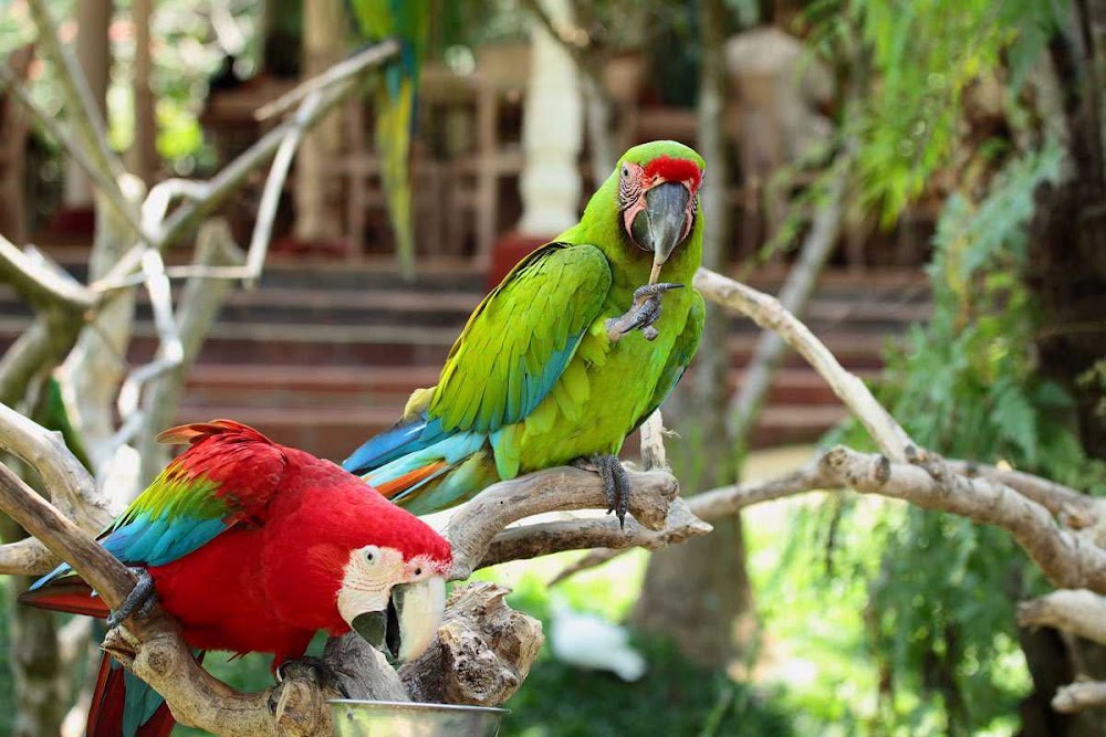 Bali Bird Park photo 2