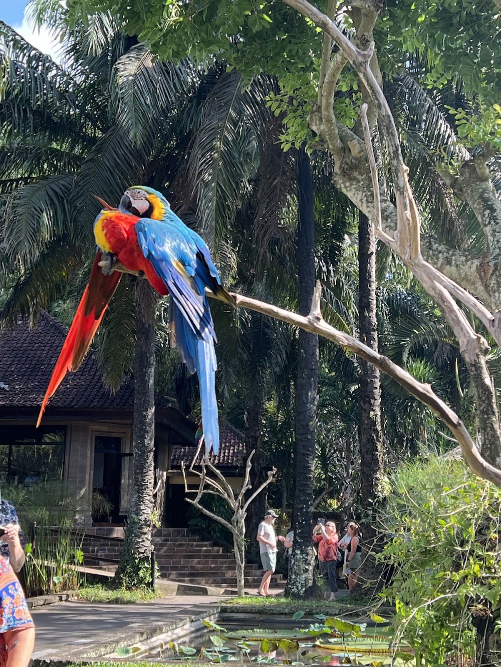 Bali Bird Park photo 3