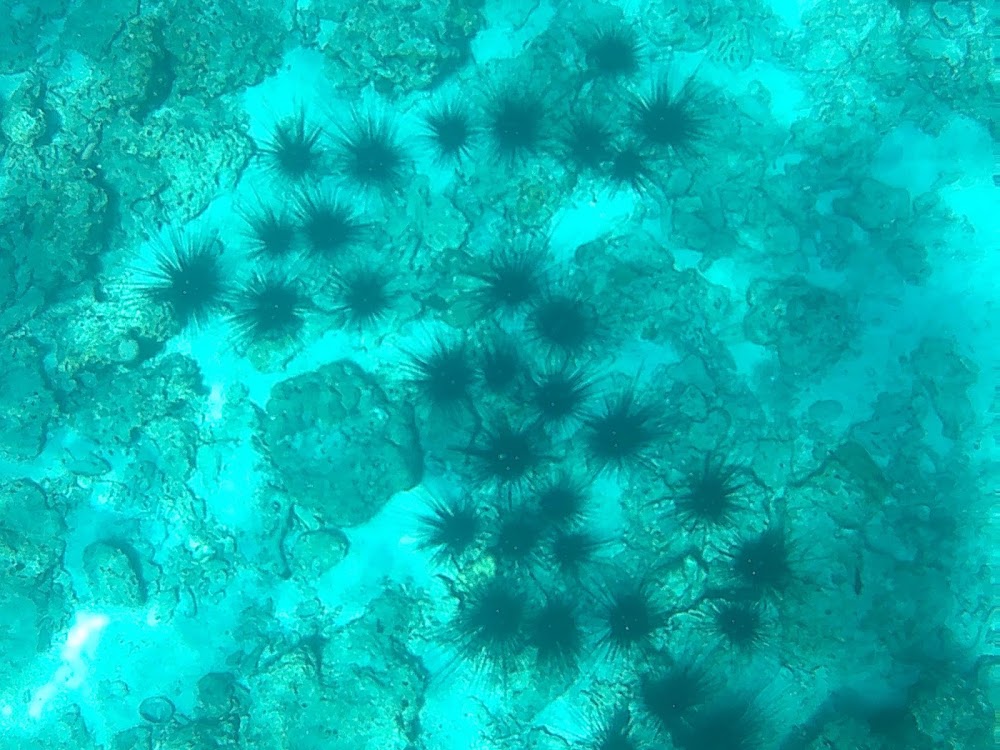 Shark Point photo 2