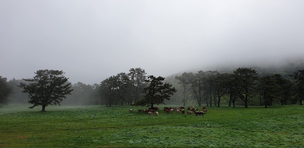 Jeju Horse Park photo 3