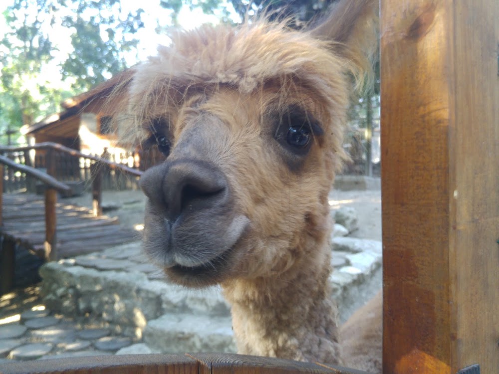 Varna Zoo photo 3