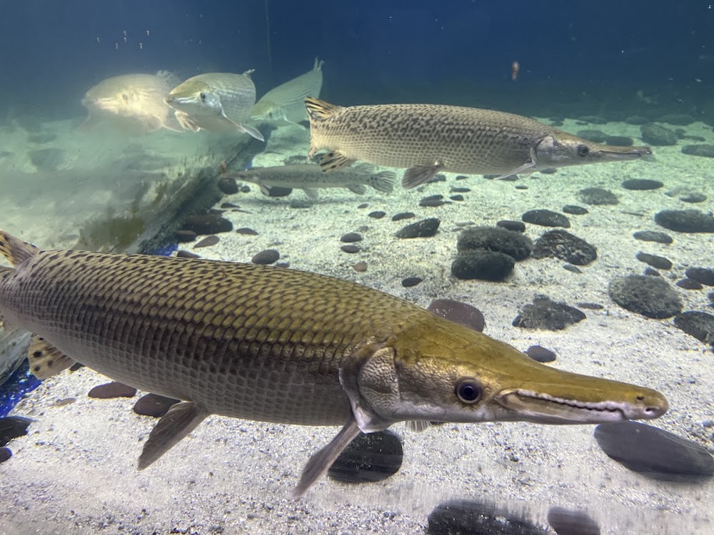 Jagdishchandra Bose Aquarium photo 2
