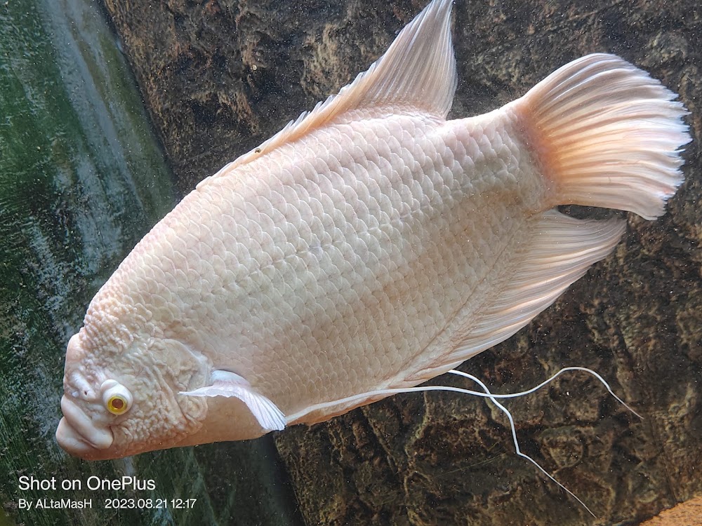 Jagdishchandra Bose Aquarium photo 3