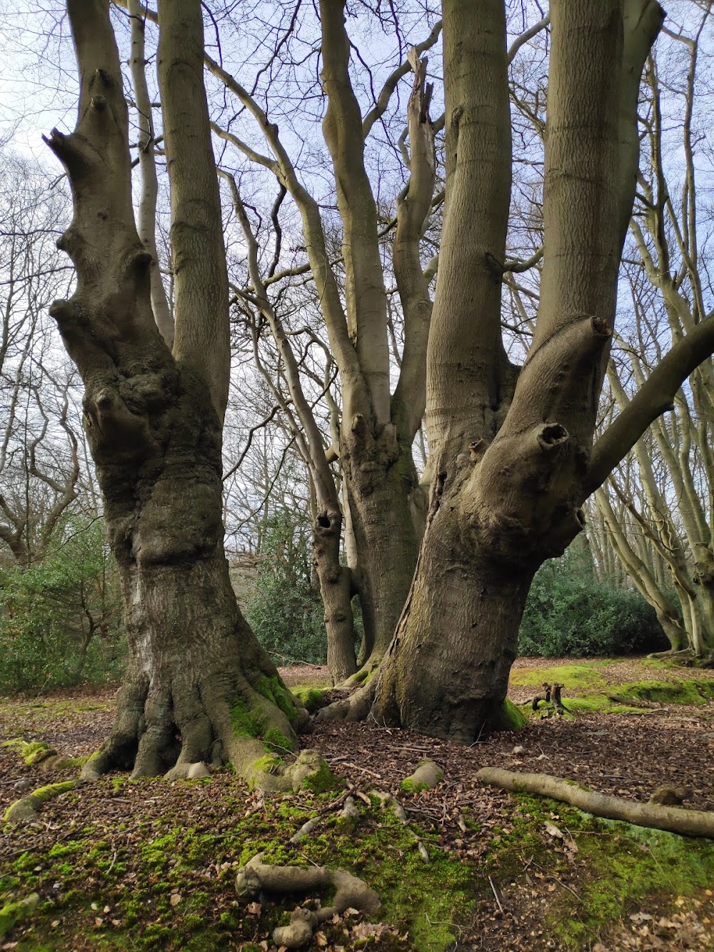 Epping Forest photo 2