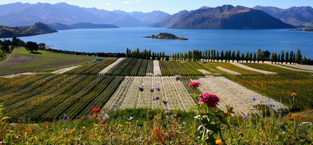 Rippon Vineyard