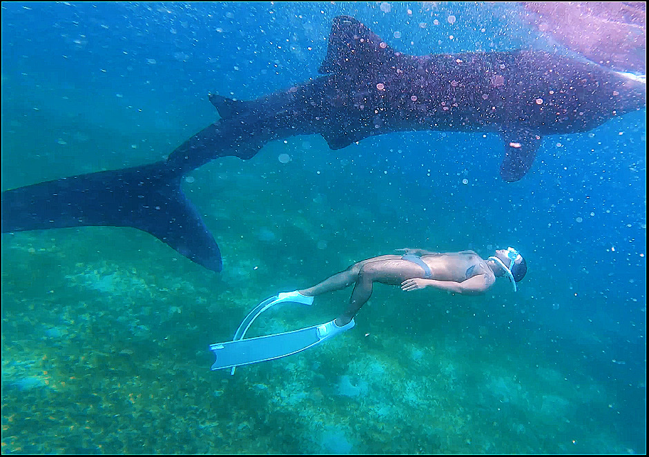 Oslob Whale Shark Watching photo 2