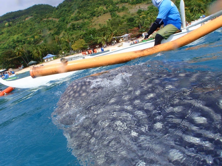 Oslob Whale Shark Watching photo 3