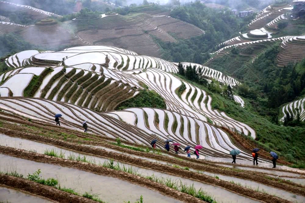 Longji Rice Terraces photo 2