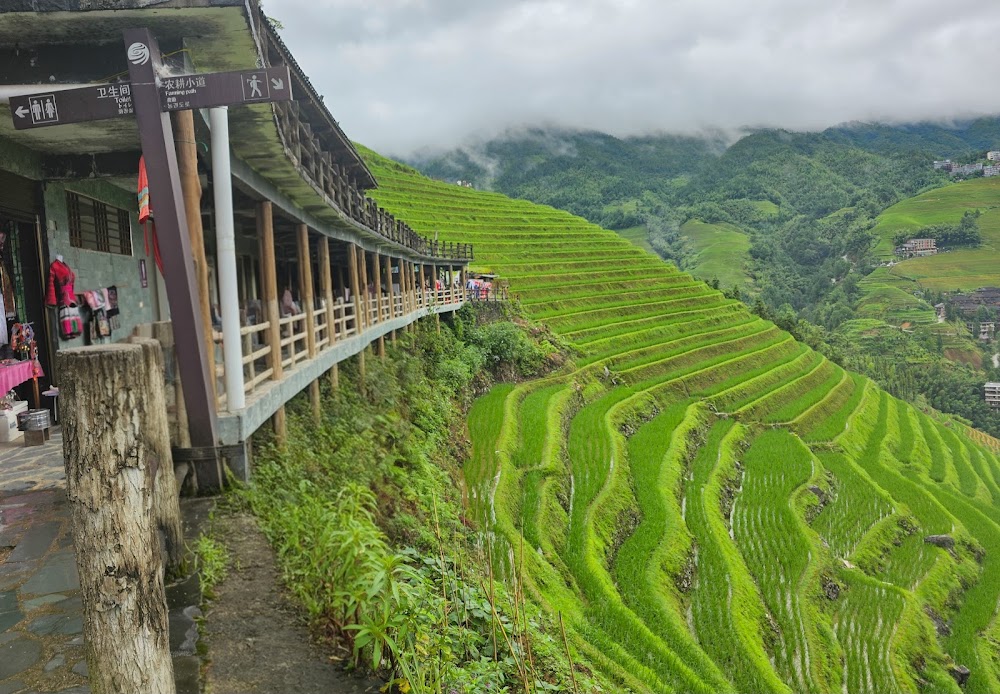 Longji Rice Terraces photo 3