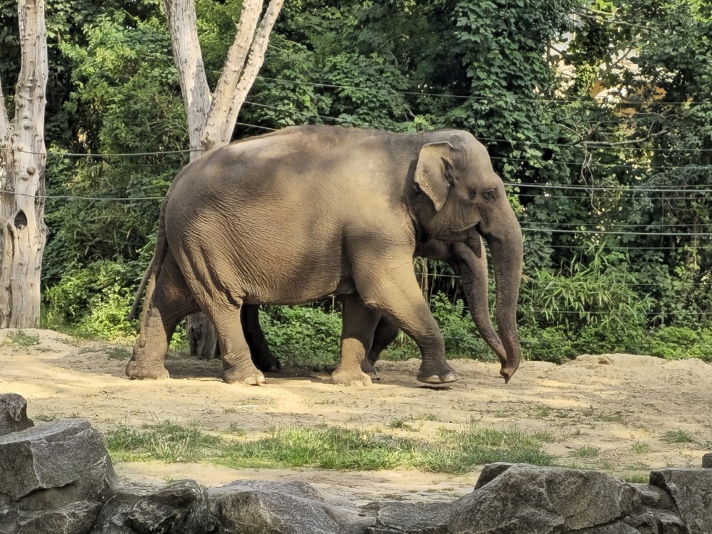 Berlin Zoological Garden photo 3
