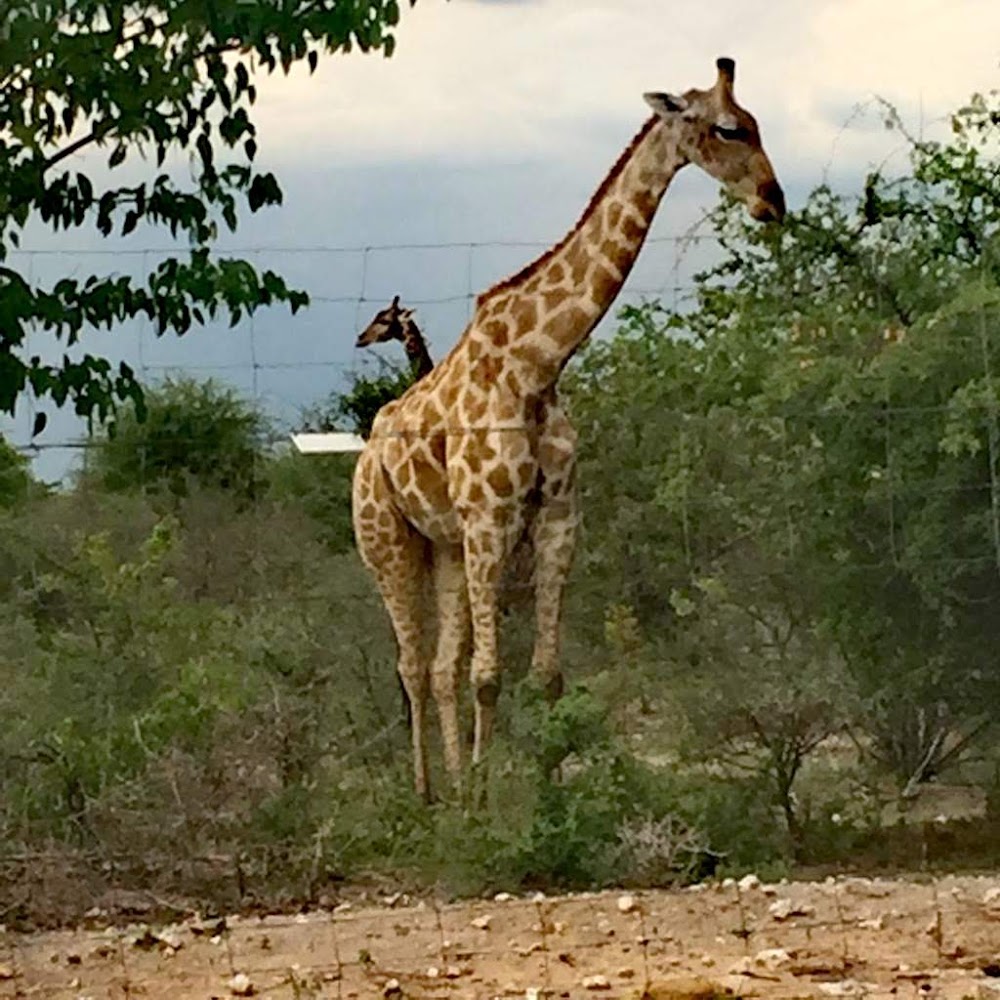 Okavango Delta photo 3