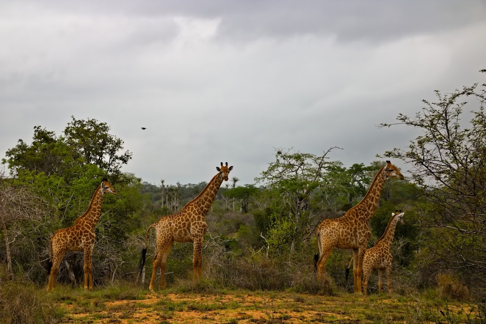 Kissama National Park