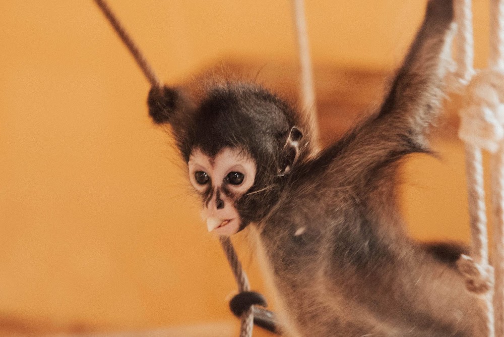 Tulum Monkey Sanctuary photo 2
