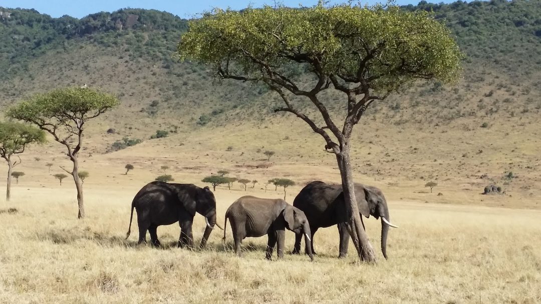Mara Triangle (Maasai Mara)
