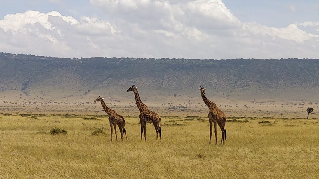 Mara Triangle (Maasai Mara) photo 2