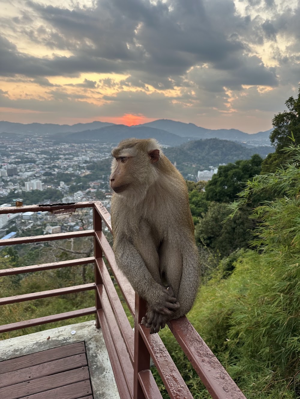 Monkey Hill photo 2