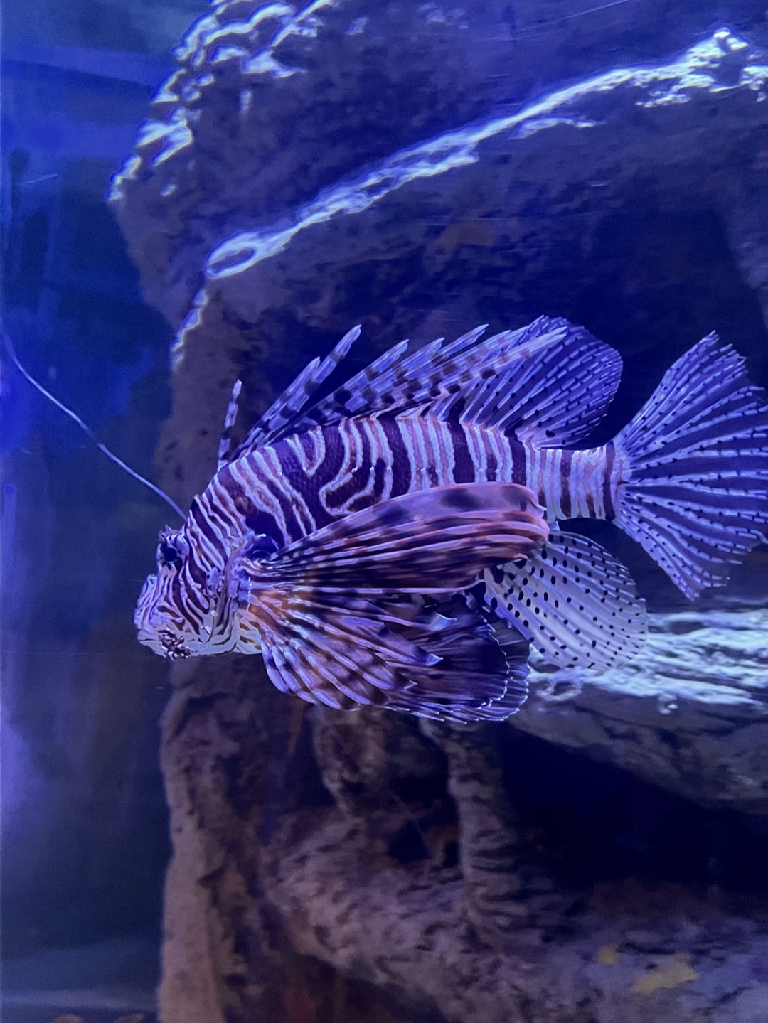 Sharjah Aquarium photo 2