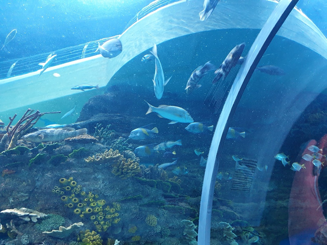 Sharjah Aquarium photo 3