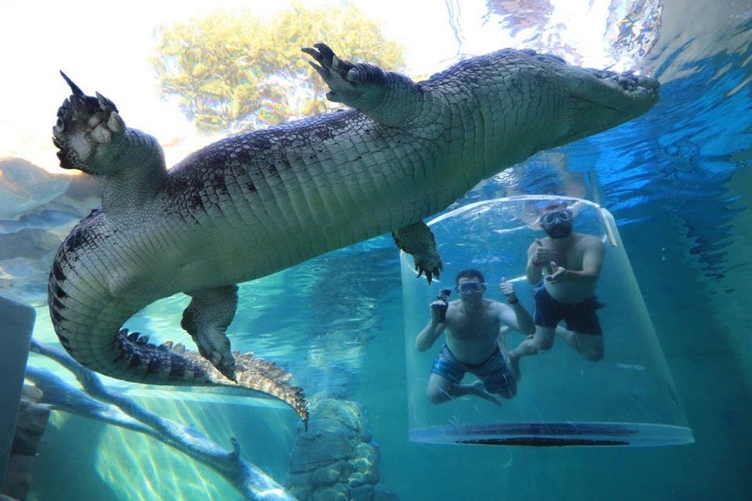Crocosaurus Cove