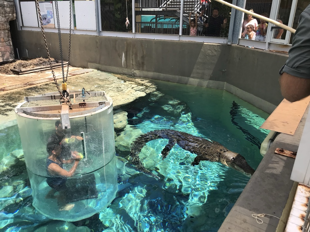 Crocosaurus Cove photo 2