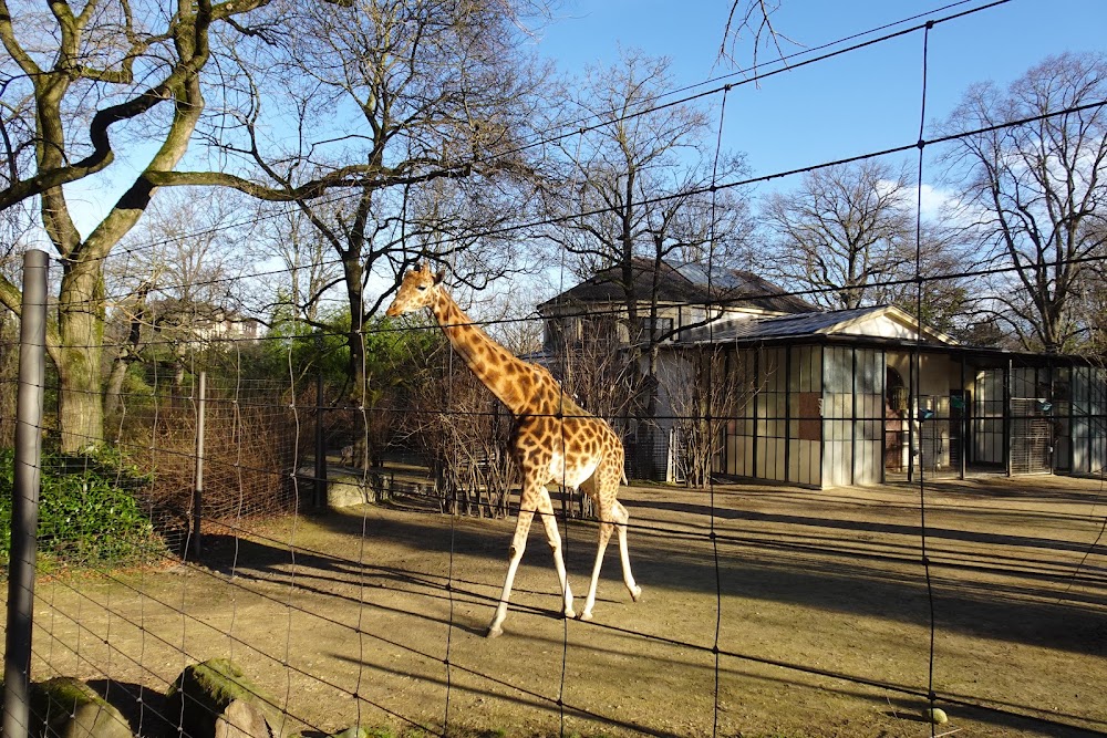 Basel Zoo photo 2