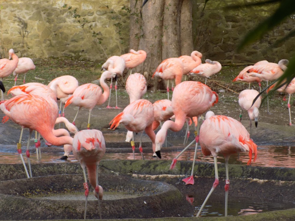 Edinburgh Zoo photo 2