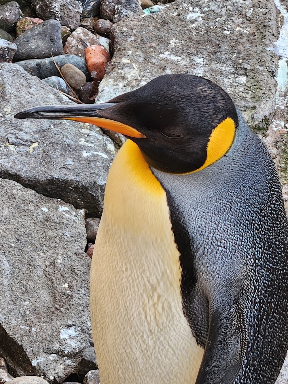 Edinburgh Zoo photo 3