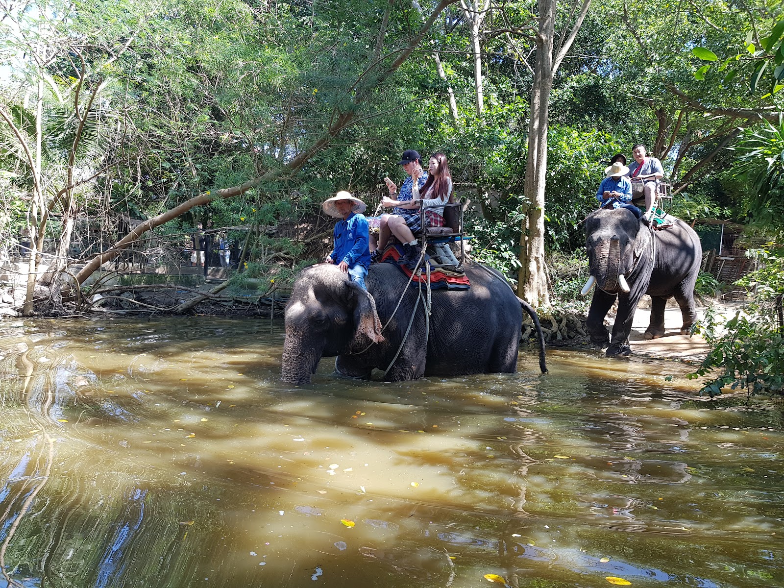 Pattaya Elephant Village photo 2