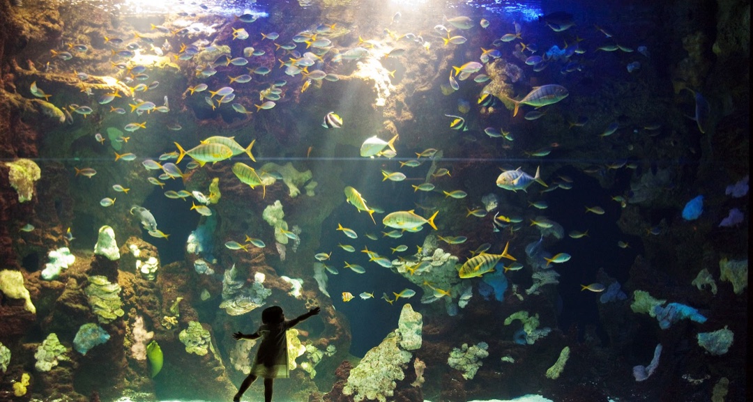 San Sebastián Aquarium