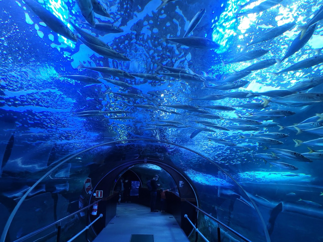 San Sebastián Aquarium photo 2