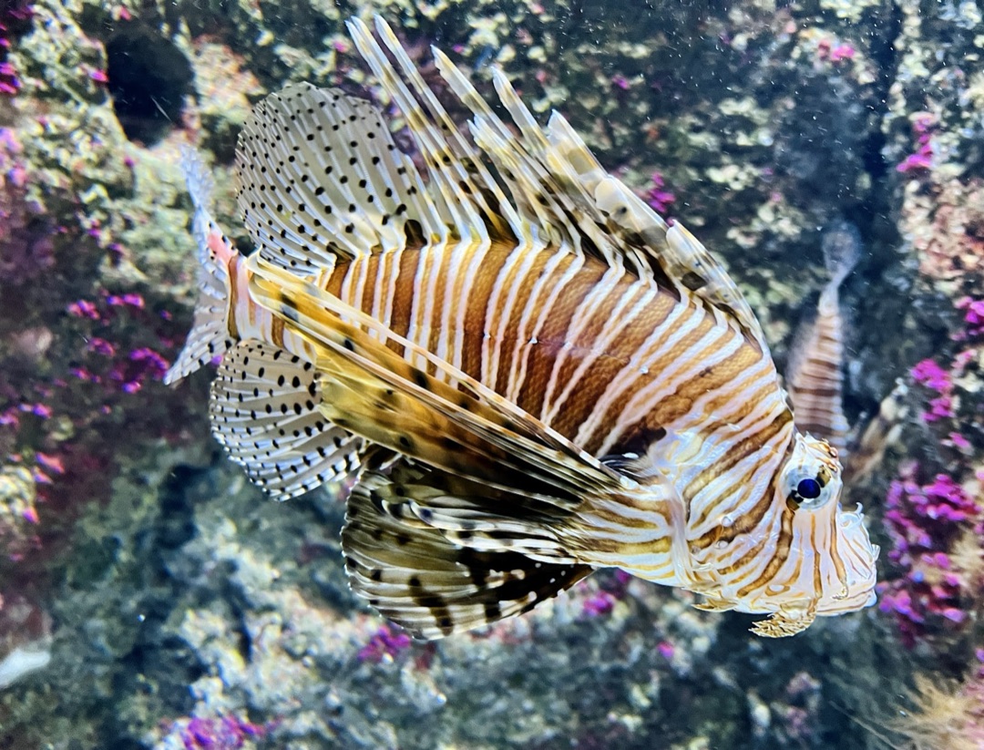 San Sebastián Aquarium photo 3