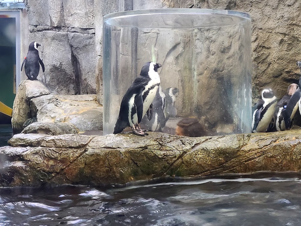 Ripley's Aquarium of the Smokies photo 2