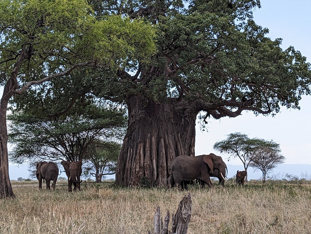 Tarangire National Park photo 2