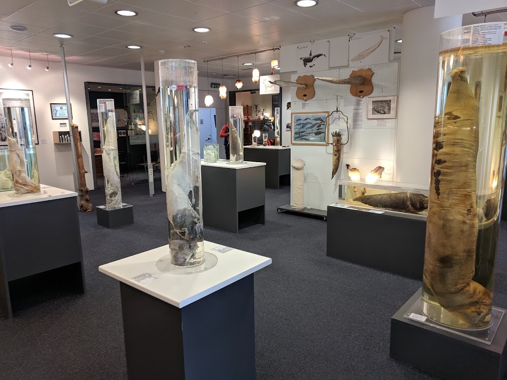 Iceland Phallological Museum