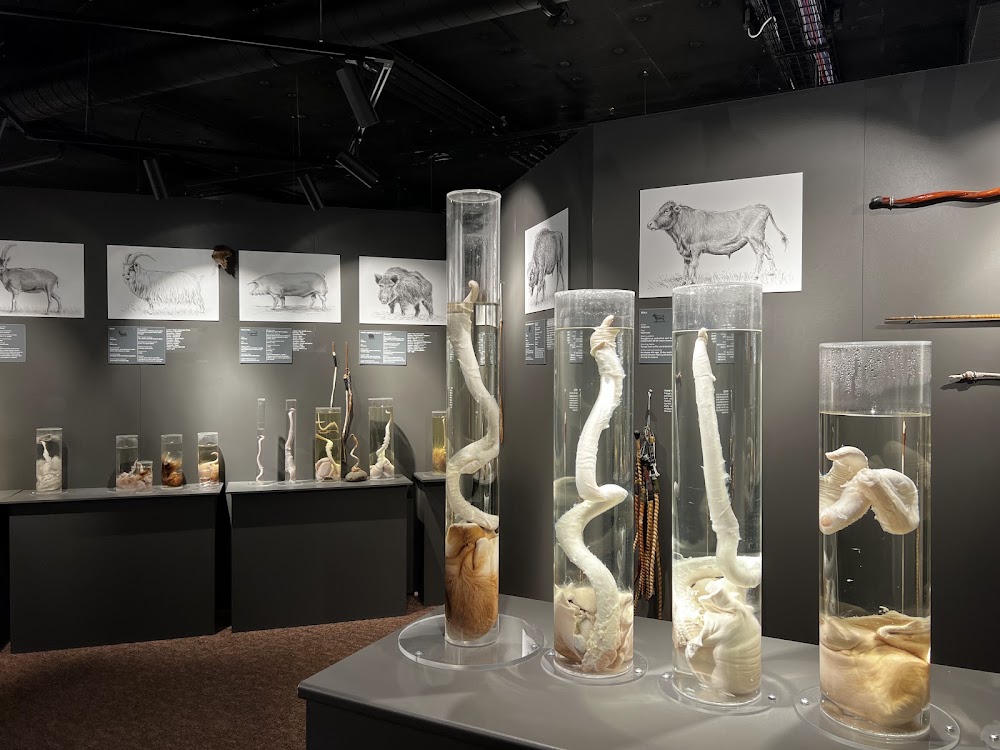 Iceland Phallological Museum photo 3