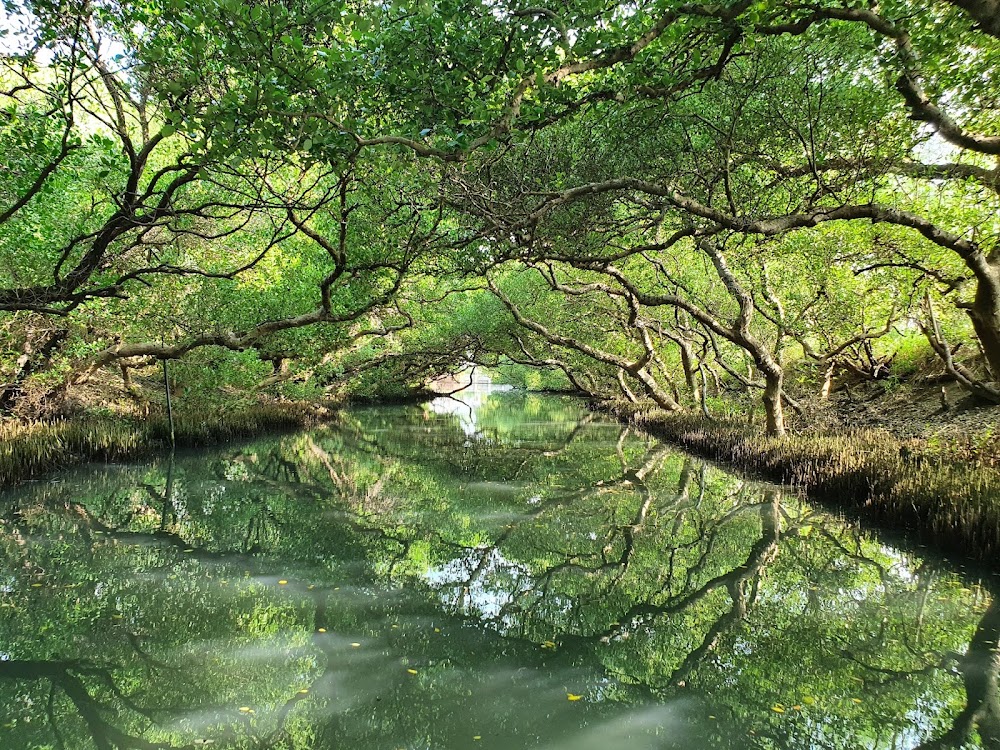 Sicao Mangrove Green Tunnel