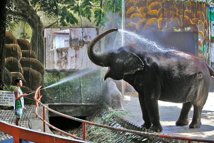 Manila Zoo