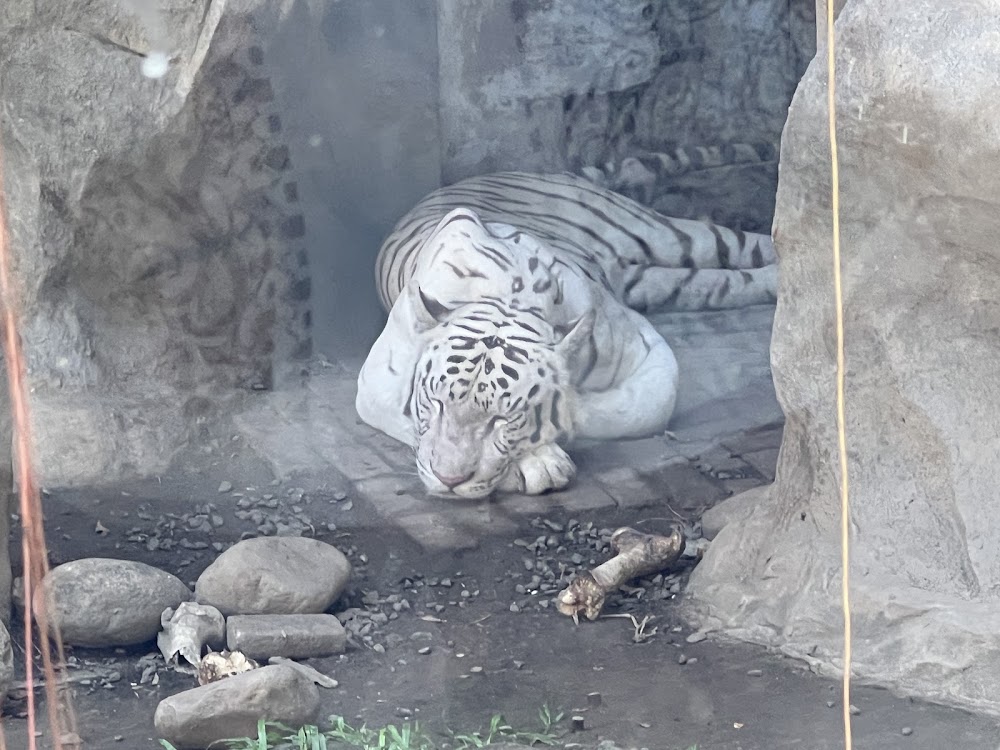 Manila Zoo photo 2