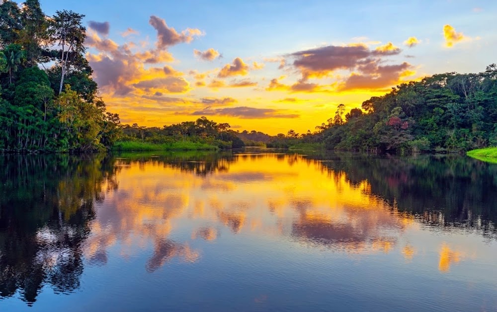 The Amazon Rainforest