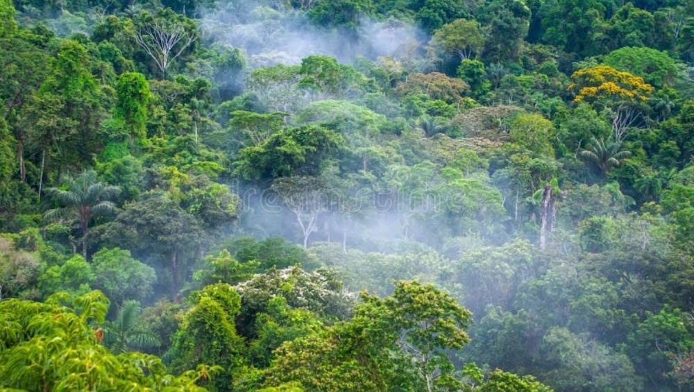 The Amazon Rainforest photo 2